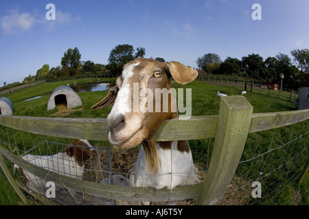 Capra boera in attesa di un feed Foto Stock