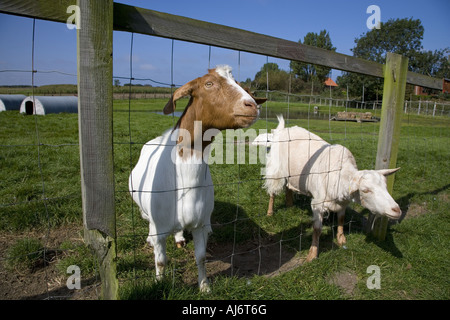 Due capre in attesa di un feed nel paddock Foto Stock