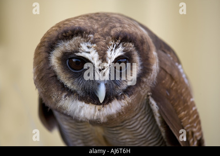 Legno marrone Owl Strix leptogrammica Foto Stock