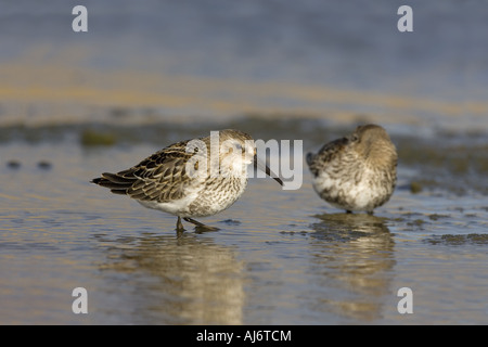 Dunlin Calidris alpina sulla spiaggia di ciottoli in inverno Foto Stock