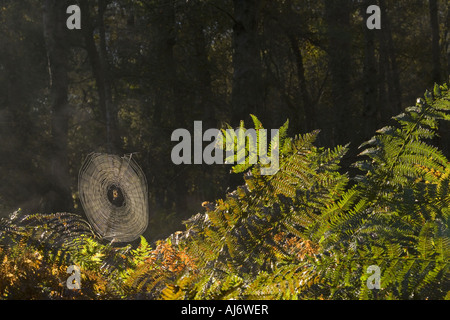 Gocce di rugiada sul Web ragni sul soleggiato al mattino di autunno Foto Stock