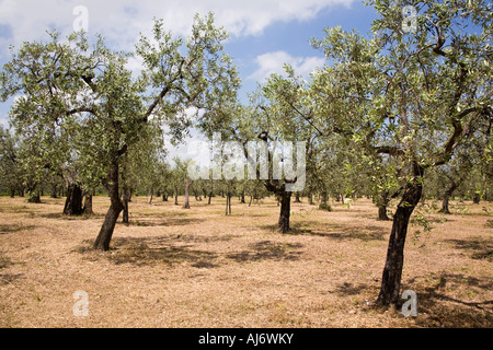 Uliveto vicino a Giano dell Umbria Umbria Italia Foto Stock