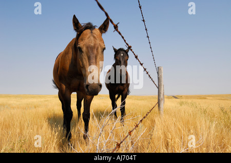 Due cavalli lungo una linea di recinzione sulle praterie di praterie Southern Saskatchewan Canada Foto Stock