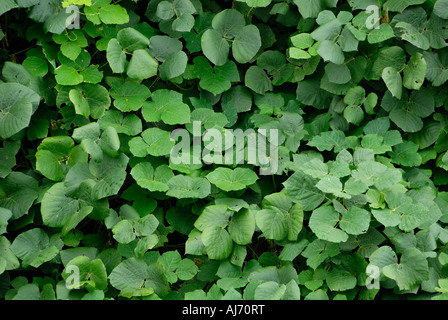 Kudzu Vines Foto Stock