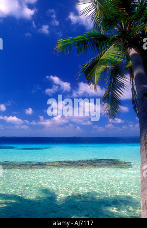 Coconut Palm tree e poco profonde acque tropicali vicino a Bandos isola delle Maldive Oceano Indiano Foto Stock