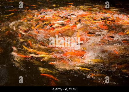 Hawaii Kauai un array di colorati pesci Koi in un laghetto in giardino Marriot Holtel e Beach Club Foto Stock