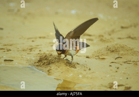 Una scogliera Swallow raccogliere fango e materiale di nido Foto Stock