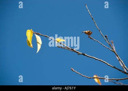 Foto di stock di foglie di autunno a sinistra sui rami di un albero, l'immagine mostra un paio di foglie pronte a cadere contro un azzurro cielo di autunno Foto Stock