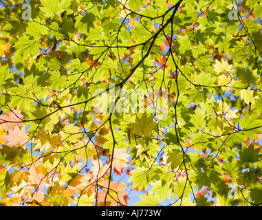 Roverella giapponese di foglie di acero Foto Stock