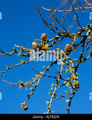 Larice siberiano Foto Stock