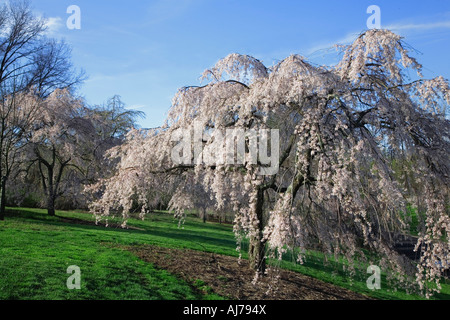 Primavera fioritura dei ciliegi in Ault Park di Cincinnati, Ohio. Foto Stock