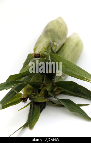 Con la buccia sulla pannocchia di mais Foto Stock