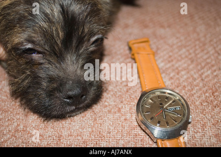 Cane in attesa di master, o il tempo per passare. Foto Stock