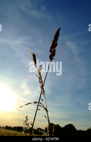 Un campo estivo in Inghilterra con erba lunga per raggiungere il cielo