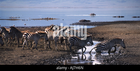 Strisce pedonali. Il cratere di Ngorongoro, Tanzania. Foto Stock