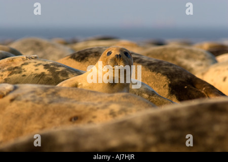 Guarnizione grigio tra allevamento sulla spiaggia Foto Stock