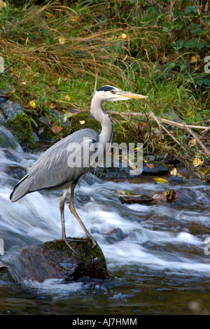 Airone cenerino la pesca in fiume Foto Stock