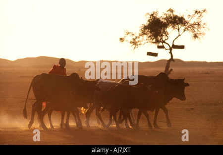 Masai herder con mucche. Nei pressi di Arusha, Tanzania. Foto Stock