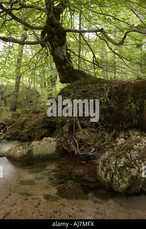 Faggio lungo il torrente Scerto nel parco nazionale d'Abruzzo Italia Foto Stock