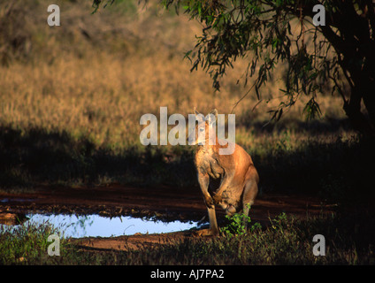 Canguro rosso by Billabong Australia Foto Stock