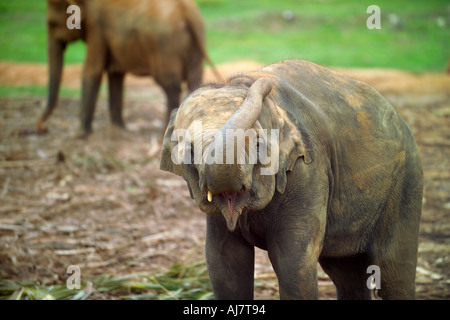 Giovane Elefante (Elephas maximus indicus) nell'Orfanotrofio degli Elefanti di Pinnawela, Sri Lanka, Asia Foto Stock