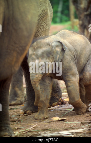 Elephant polpaccio (Elephas maximus indicus) Orfanotrofio degli Elefanti di Pinnawela, Sri Lanka, Asia Foto Stock