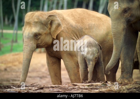 Elephant polpaccio (Elephas maximus indicus) e famiglia Orfanotrofio degli Elefanti di Pinnawela, Sri Lanka, Asia Foto Stock
