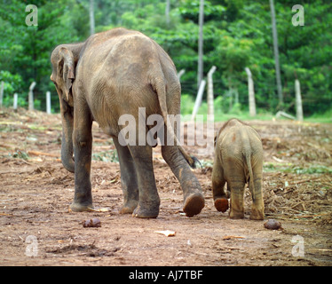 Elephant polpaccio (Elephas maximus indicus) e genitore Orfanotrofio degli Elefanti di Pinnawela, Sri Lanka, Asia Foto Stock