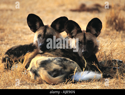 Due 2 Selvatico Africano cani da caccia LYCAON PICTUS raggomitolati insieme per mantenere caldi in inverno Parco Nazionale di Hwange Zimbabwe Foto Stock
