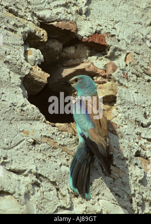 Rullo (Coracias garrulus) a nido-sito, Tolfa hills, vicino Roma, Italia Foto Stock