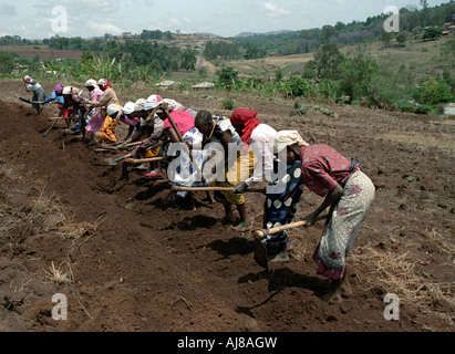 Gruppo di donne rendendo terrazze a Machakos, in Kenya. Foto Stock