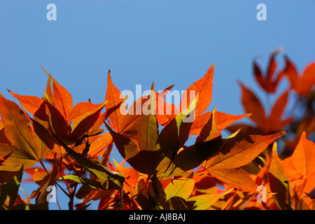 Acero giapponese Acer Atropurpureum Palmaturm Foto Stock