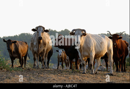Israele Negev Lachis region free roaming il pascolo di bestiame nei campi Foto Stock