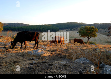 Israele Negev Lachis region free roaming il pascolo di bestiame nei campi Foto Stock