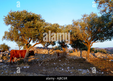 Israele Negev Lachis region free roaming il pascolo di bestiame nei campi Foto Stock