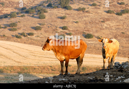 Israele Negev Lachis region free roaming il pascolo di bestiame nei campi Foto Stock