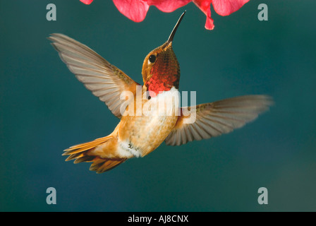 Rufous Hummingbird Selasforus rufus maschio W N America, di Alan G Nelson/Dembinsky Photo Assoc Foto Stock