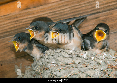 Rondini Hirundo rustica nidiacei nel nido chiamando per cibo e USA Foto Stock