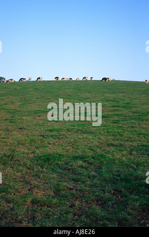 Vacche distanti sulla collina nel Dorset Inghilterra Foto Stock