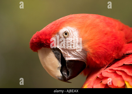Scarlet Macaw Close-Up Foto Stock