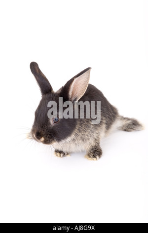 Bianco e nero bunny isolato Foto Stock