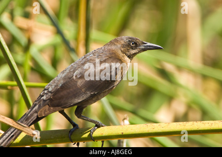 Femmina di Rusty Blackbird Euphagus carolinus Foto Stock