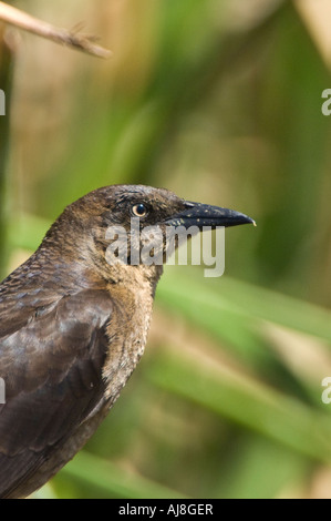 Femmina di Rusty Blackbird (Euphagus carolinus) Foto Stock