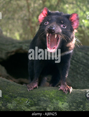 Diavolo della Tasmania sarcophilus harrisi, singolo adulto su una roccia a sbadigliare Foto Stock