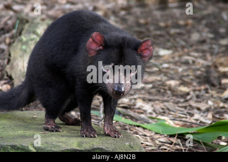 Diavolo della Tasmania sarcophilus harrisi, singolo adulto su una roccia Foto Stock
