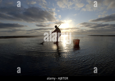 Un Texel kokkelvissers tradizionale o arricciatura pescatore la mattina presto a bassa marea sulla mazzetta Foto Stock