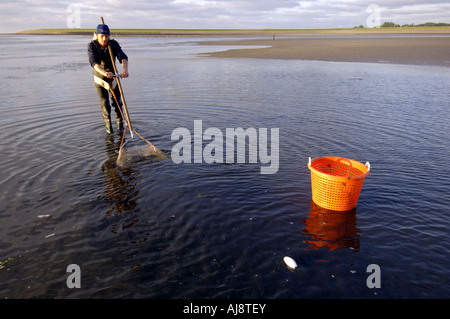 Un Texel kokkelvissers tradizionale o arricciatura pescatore la mattina presto a bassa marea sulla mazzetta Foto Stock