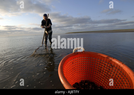 Un Texel kokkelvissers tradizionale o arricciatura pescatore la mattina presto a bassa marea sulla mazzetta Foto Stock