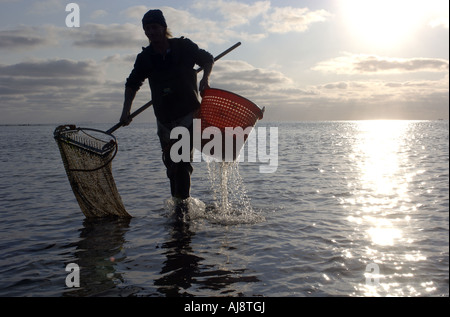 Un Texel kokkelvissers tradizionale o arricciatura pescatore la mattina presto a bassa marea sulla mazzetta Foto Stock