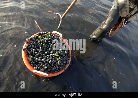 Un Texel kokkelvissers tradizionale o arricciatura pescatore la mattina presto a bassa marea sulla mazzetta Foto Stock